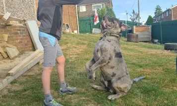 Cane Corso
