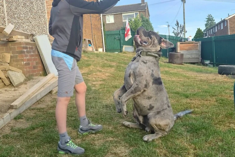 Cane Corso