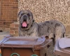 Cane Corso