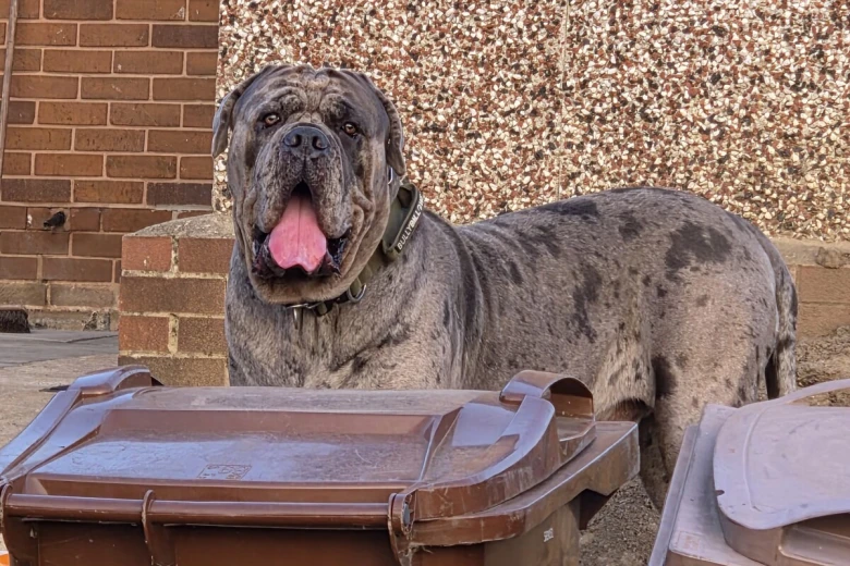 Cane Corso