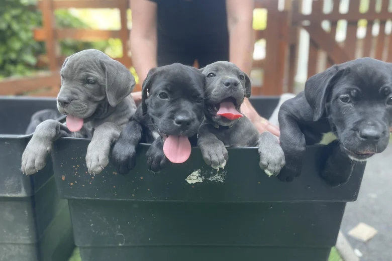 Cane Corso