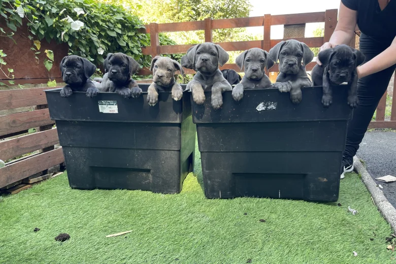 Cane Corso