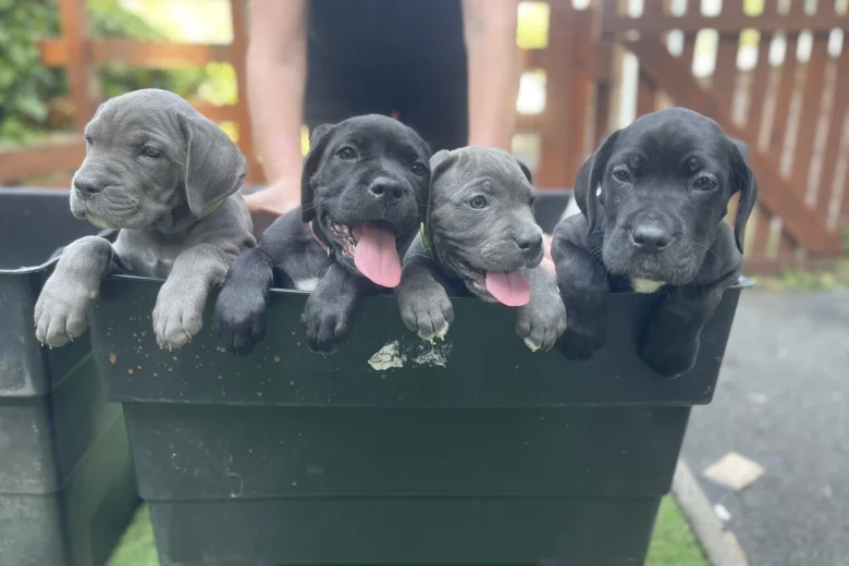 Cane Corso