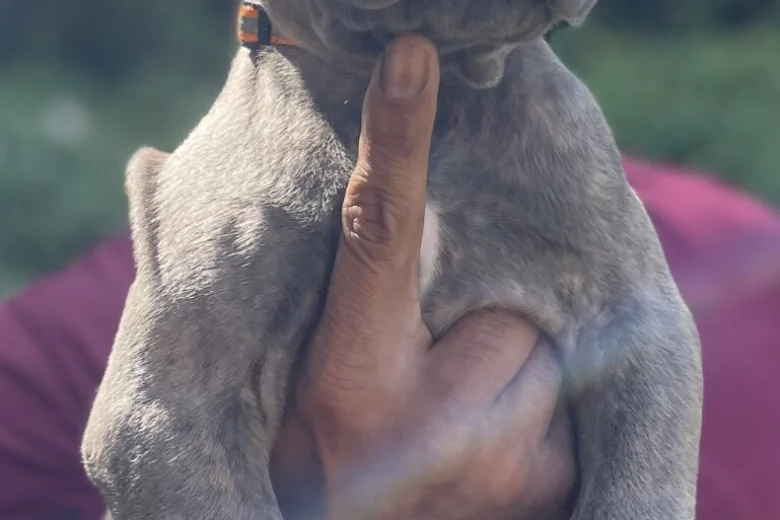 Cane Corso