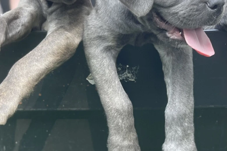 Cane Corso
