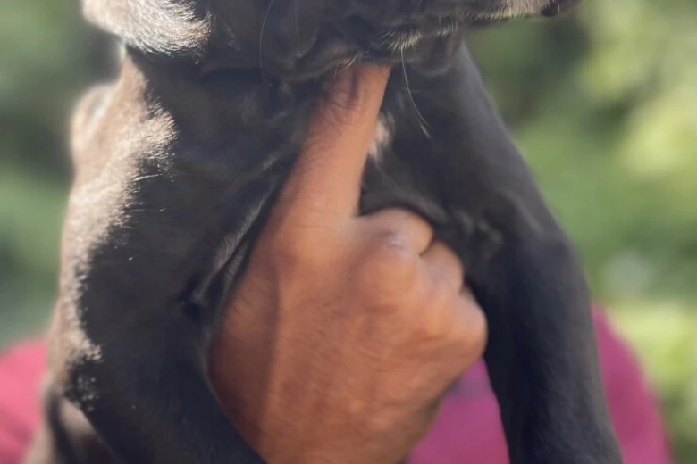 Cane Corso