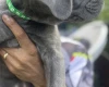 Cane Corso