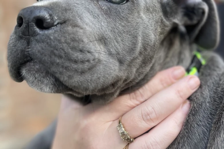 Cane Corso