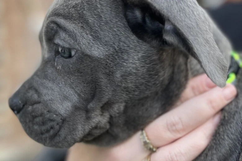 Cane Corso