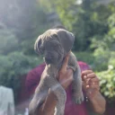 Cane Corso