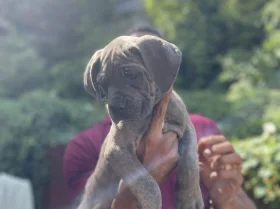 Cane Corso