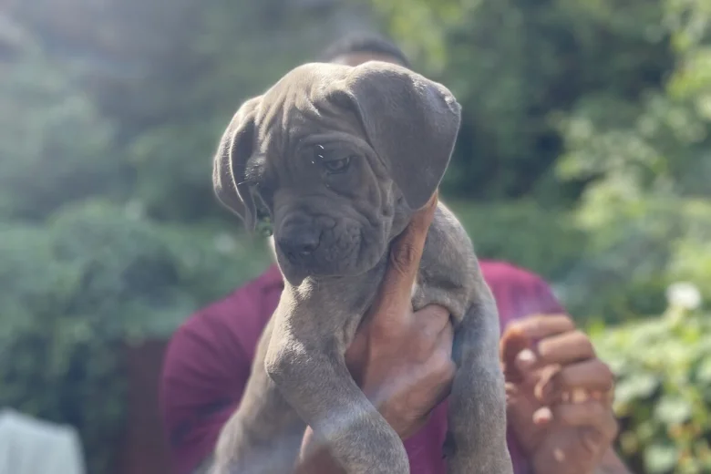 Cane Corso