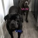 Cane Corso