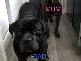 Cane Corso
