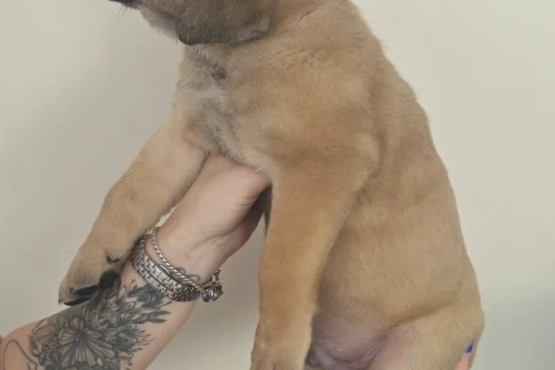 Cane Corso