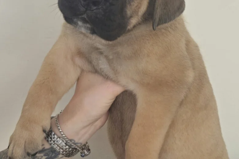 Cane Corso