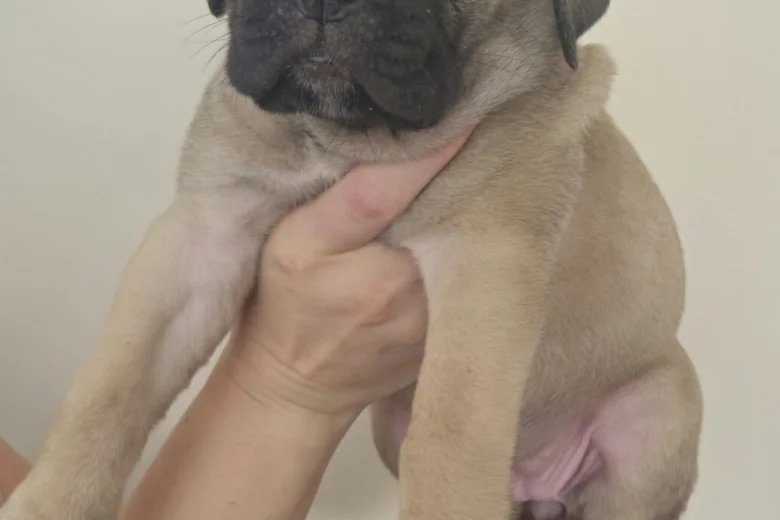 Cane Corso