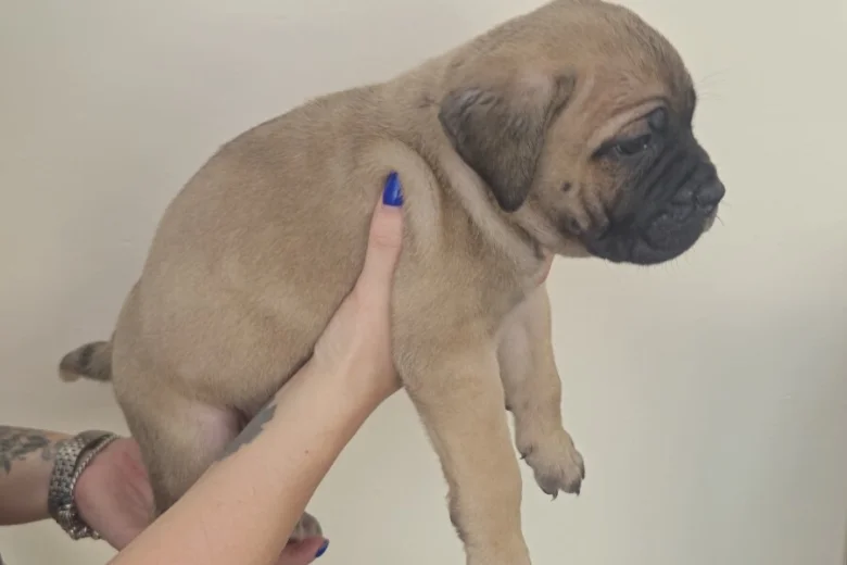Cane Corso