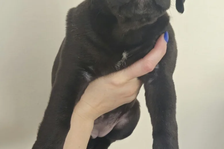 Cane Corso