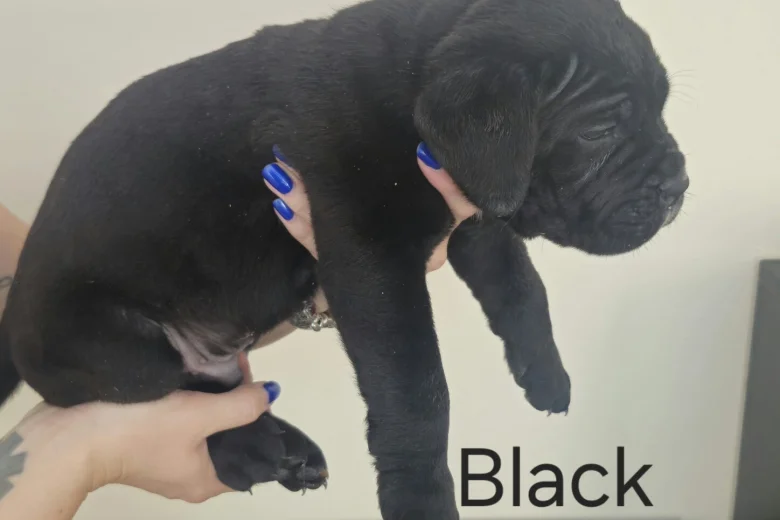 Cane Corso