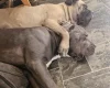 Cane Corso