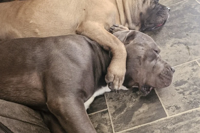 Cane Corso