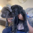 Cane Corso