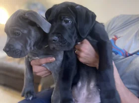 Cane Corso