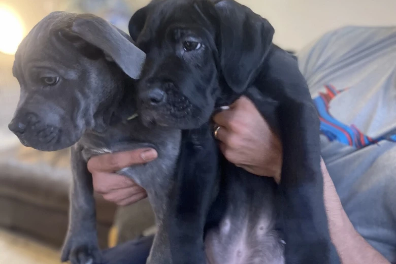Cane Corso