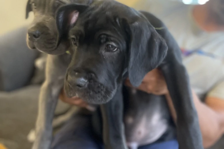 Cane Corso