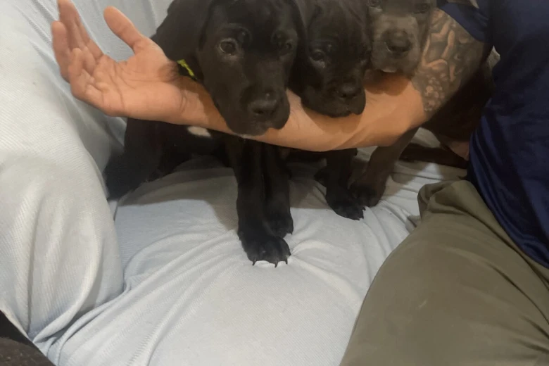Cane Corso