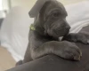 Cane Corso