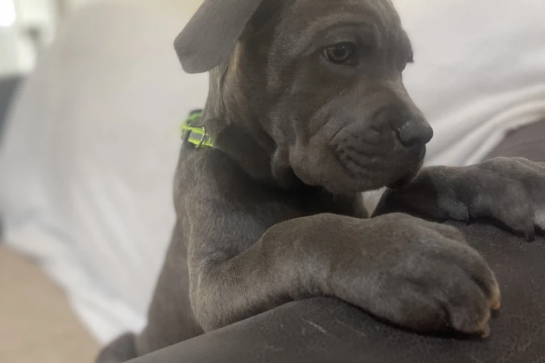 Cane Corso