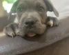 Cane Corso