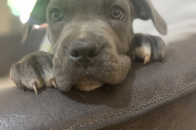 Cane Corso
