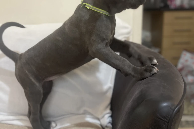 Cane Corso