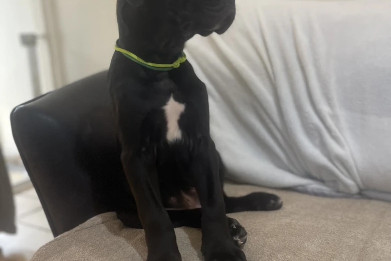 Cane Corso
