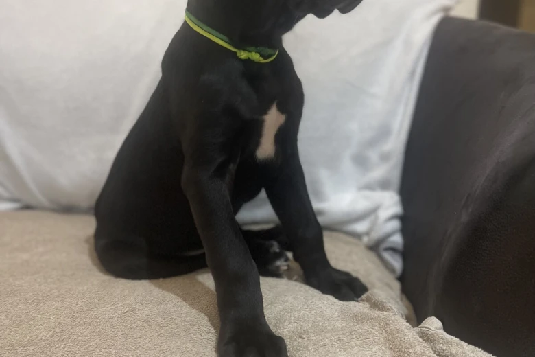 Cane Corso