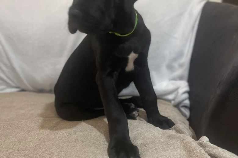 Cane Corso