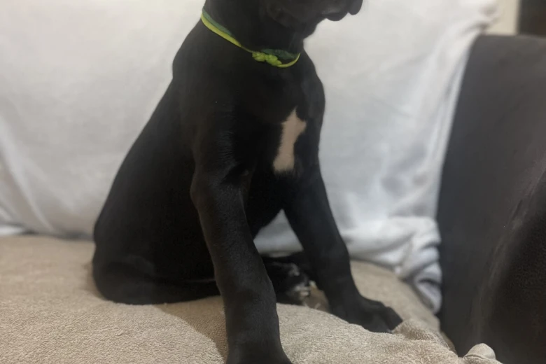 Cane Corso