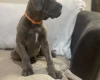 Cane Corso