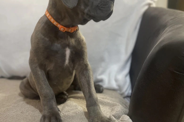 Cane Corso