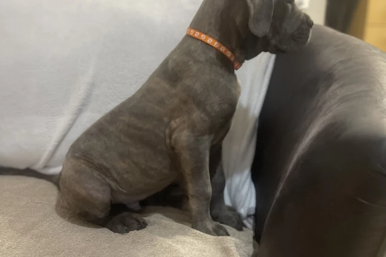Cane Corso