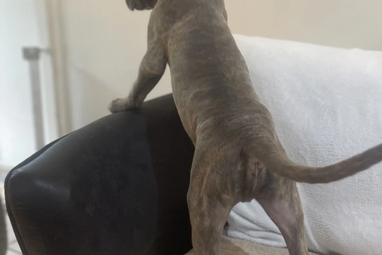 Cane Corso