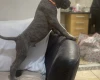 Cane Corso