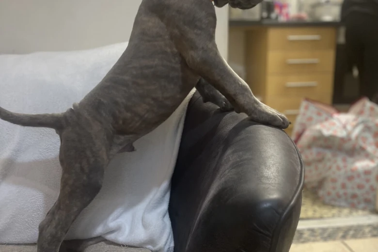 Cane Corso