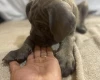 Cane Corso