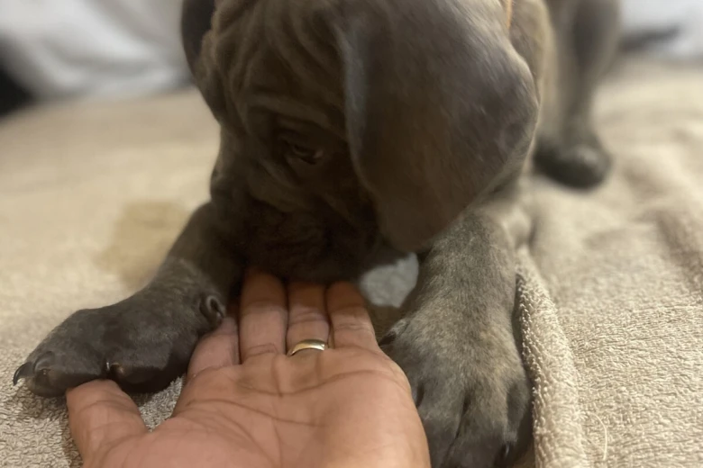 Cane Corso