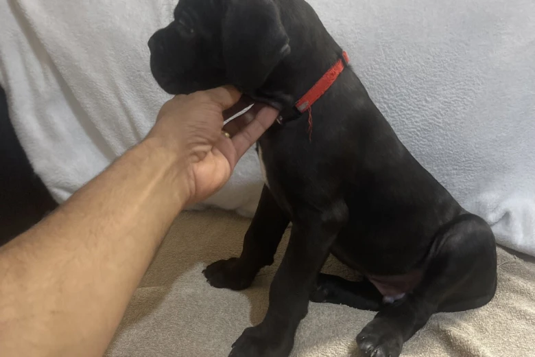 Cane Corso