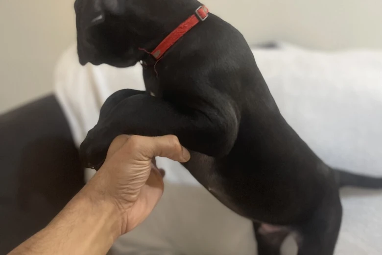 Cane Corso